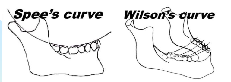 <ul><li><p>Curve of Spee → front-to-back curve of the teeth (side view).</p></li><li><p>Curve of Wilson → side-to-side curve of the teeth (front view).</p></li></ul><p>Spee = length curve,</p><p>Wilson = width curve.</p>