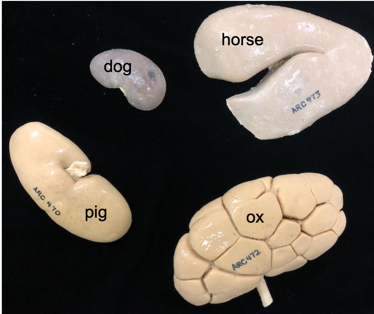 either of two bean-shaped excretory organs that filter wastes from the blood and excrete them and water in urine