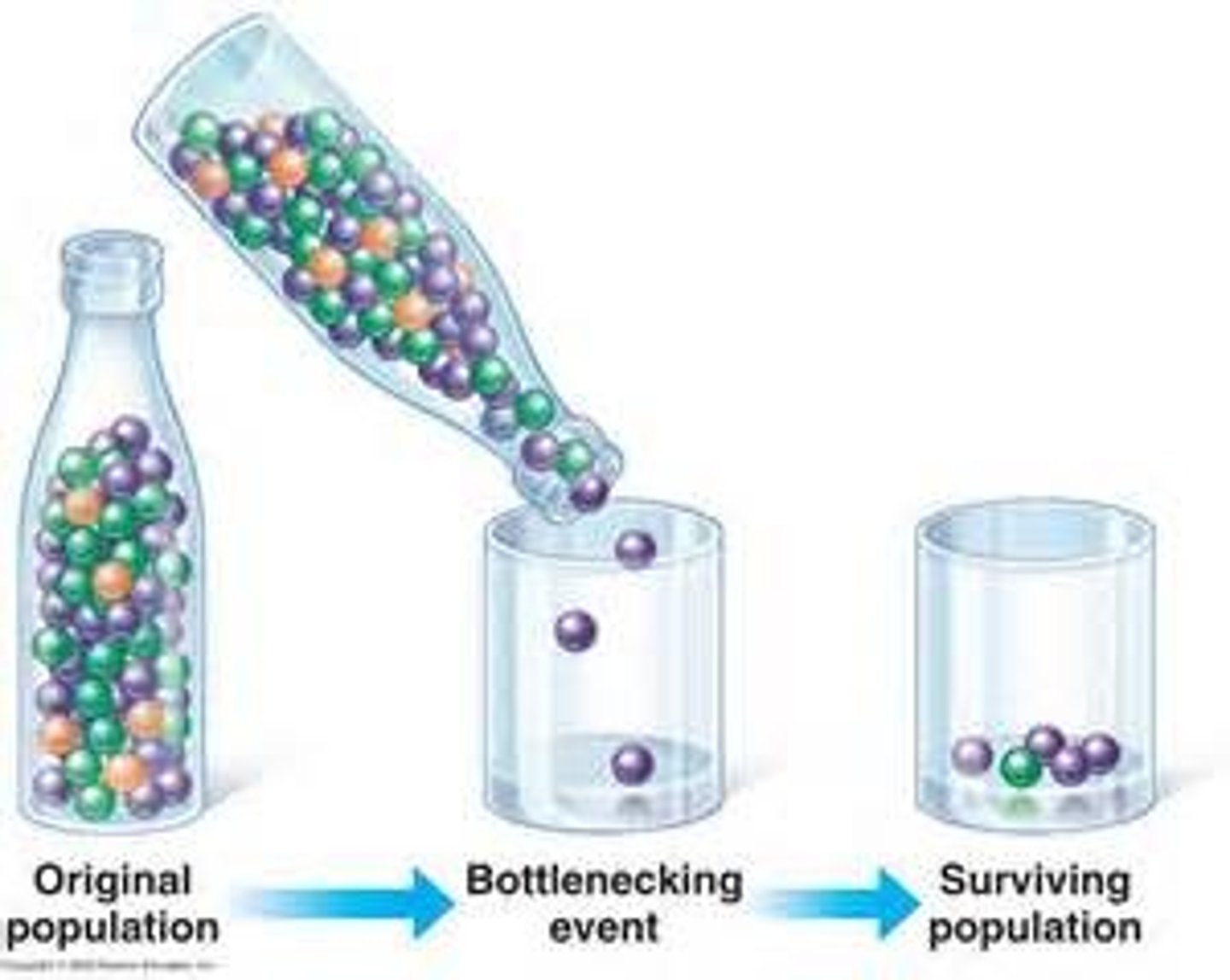 <p>When a large population declines in number, the amount of genetic diversity carried by the surviving individuals is greatly reduced</p>