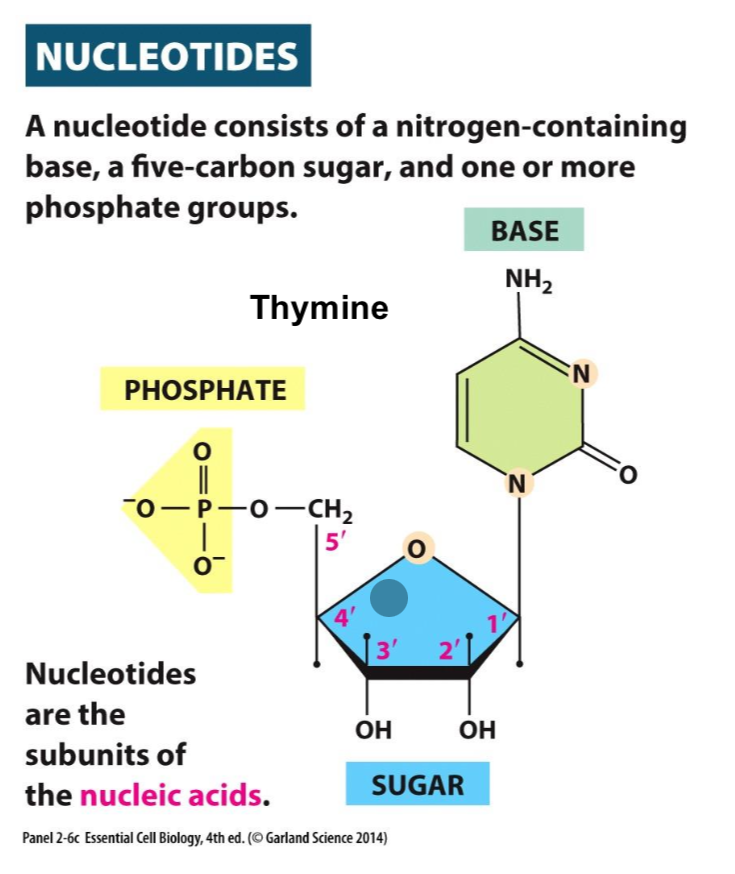 <p>A chemical component of a cell that contains nitrogen base, five-carbon sugar, and one or more phosphate groups.</p><p></p>
