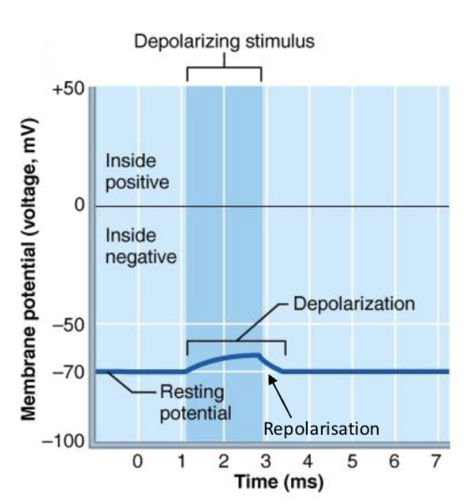 <p><span>Inside of membrane becomes more positive</span></p><p><span>→ Na+ coming into neuron </span></p><p></p>