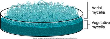 <p>Filamentous Fungi (mold)</p>