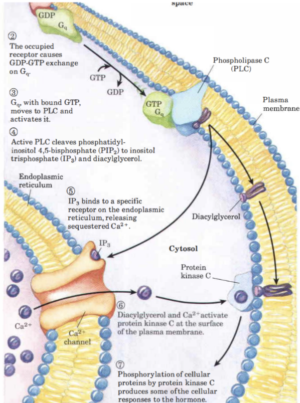 <ol><li><p>GPCR binder till ligand och G<sub>s</sub> kommer binda till fosfolipas C (PLC) som klyver PIP<sub>2</sub>.</p></li><li><p>Det bildas IP<sub>3</sub> och DAG. </p></li><li><p>IP<sub>3</sub> binder till ER → kalciumfrisättning.</p></li><li><p>DAG binder proteinkinas C. </p></li></ol>