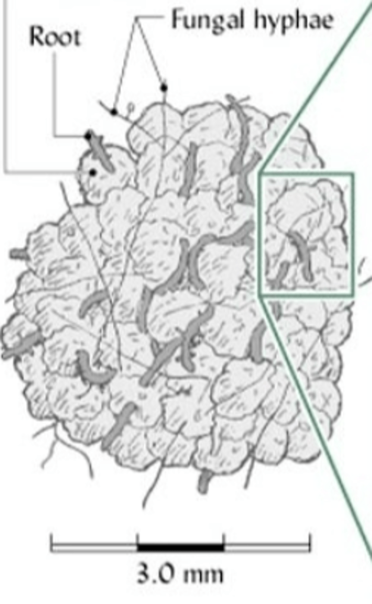 <p>3 mm diameter aggregates held together by roots and fungal hyphae</p>