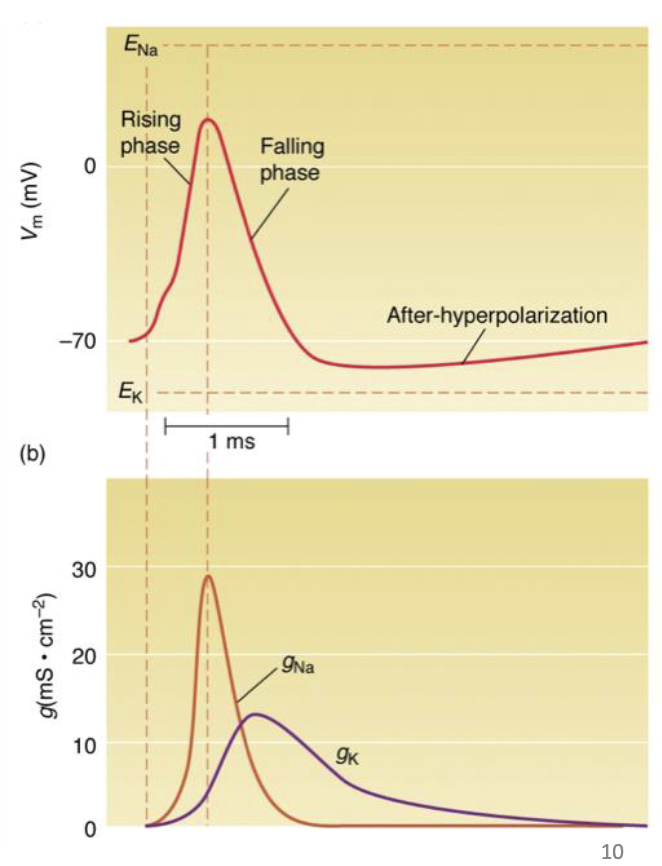 <ul><li><p>During <strong>rising phase</strong>: <strong>Na+ conductance (gNa)</strong> ↑ rapidly → Na+ enters → depolarization</p></li><li><p>At AP <strong>peak</strong>, Vm does <strong>not reach ENa</strong> (+58) because:</p><ol><li><p>Sodium channels close quickly after opening, they only stay open briefly</p></li><li><p>Potassium channels open during the peak of the AP, allowing K+ to leave the cell</p><ul><li><p><strong>K+ conductance (gK)</strong> also ↑ → K+ leaves</p></li><li><p>Outward K+ current offsets inward Na+</p></li></ul></li></ol></li></ul><p></p>