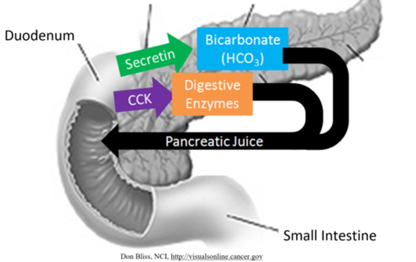 <p>pancreas</p>