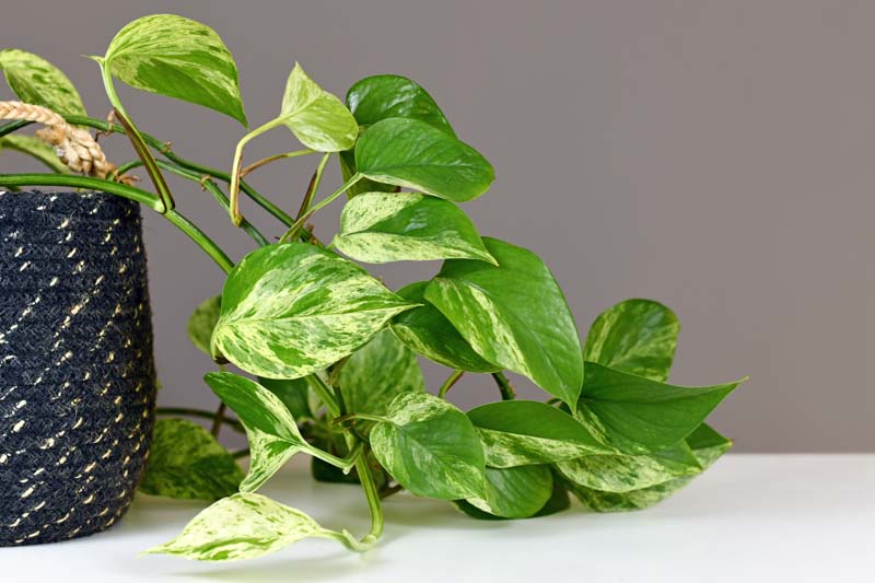 <p><em>Epipremnum aureum</em> - Cold Hardiness (Zone 10-12), 3-6ft wide, mesophyte, bright indirect sunlight/part sun, houseplant sunny to shady areas, tolerates deer, rabbits, drought, heavy shade, dry soil, shallow rocky soil</p>