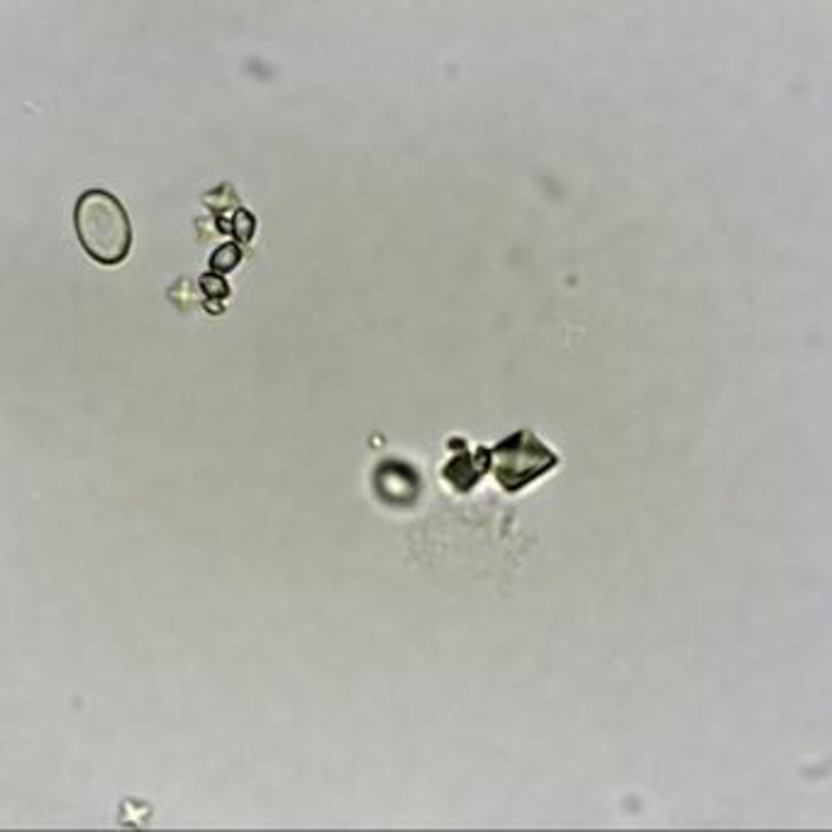 <p>Spheres with concentric circles or striae, yellow to colorless, observed under Brightfield at 40x.</p>