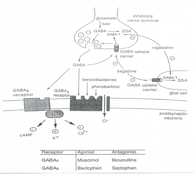 <ul><li><p>Drugs work <span><span>where you have over activation of neurones caused by anxiety</span></span></p></li></ul><p></p>