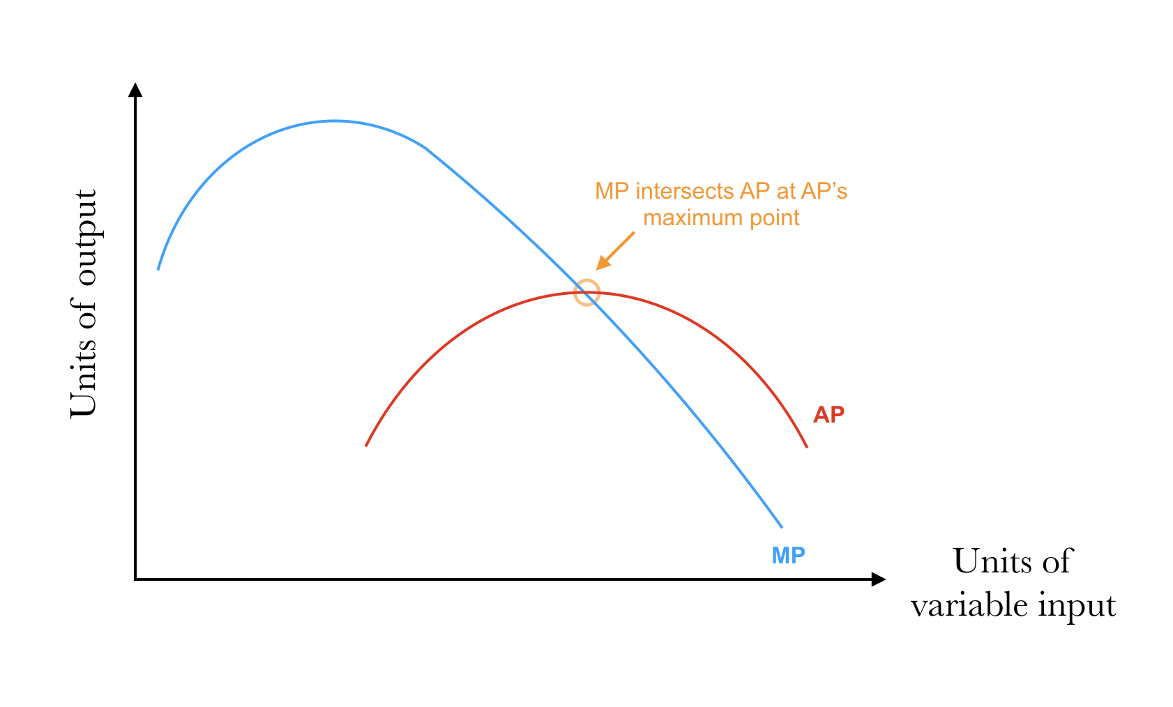 <p>When MP &gt; AP, what happens to AP?</p><p>When MP &lt; AP, what happens to AP?</p><p>What occurs at the intersection of MP and AP?</p>