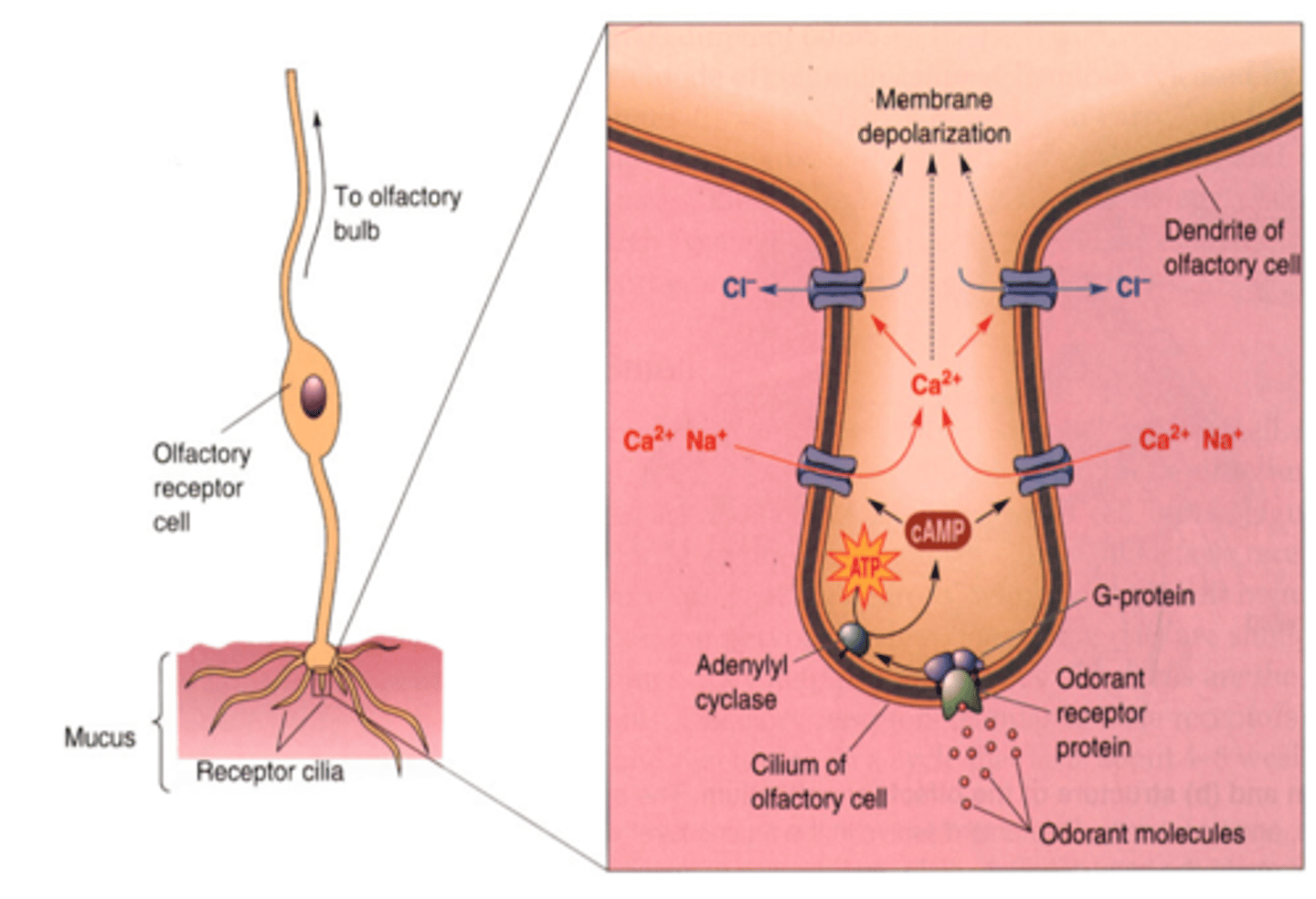 <p>Binding opens ion channels → ORN depolarizes → signal sent to brain.</p>