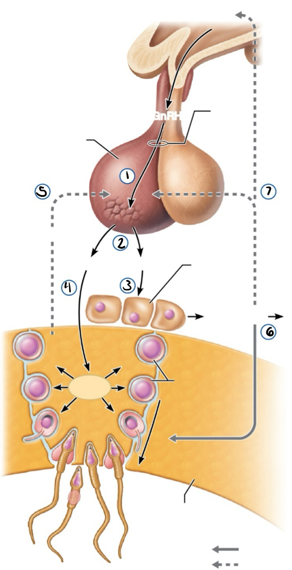 <p>what is happening in step 6</p>