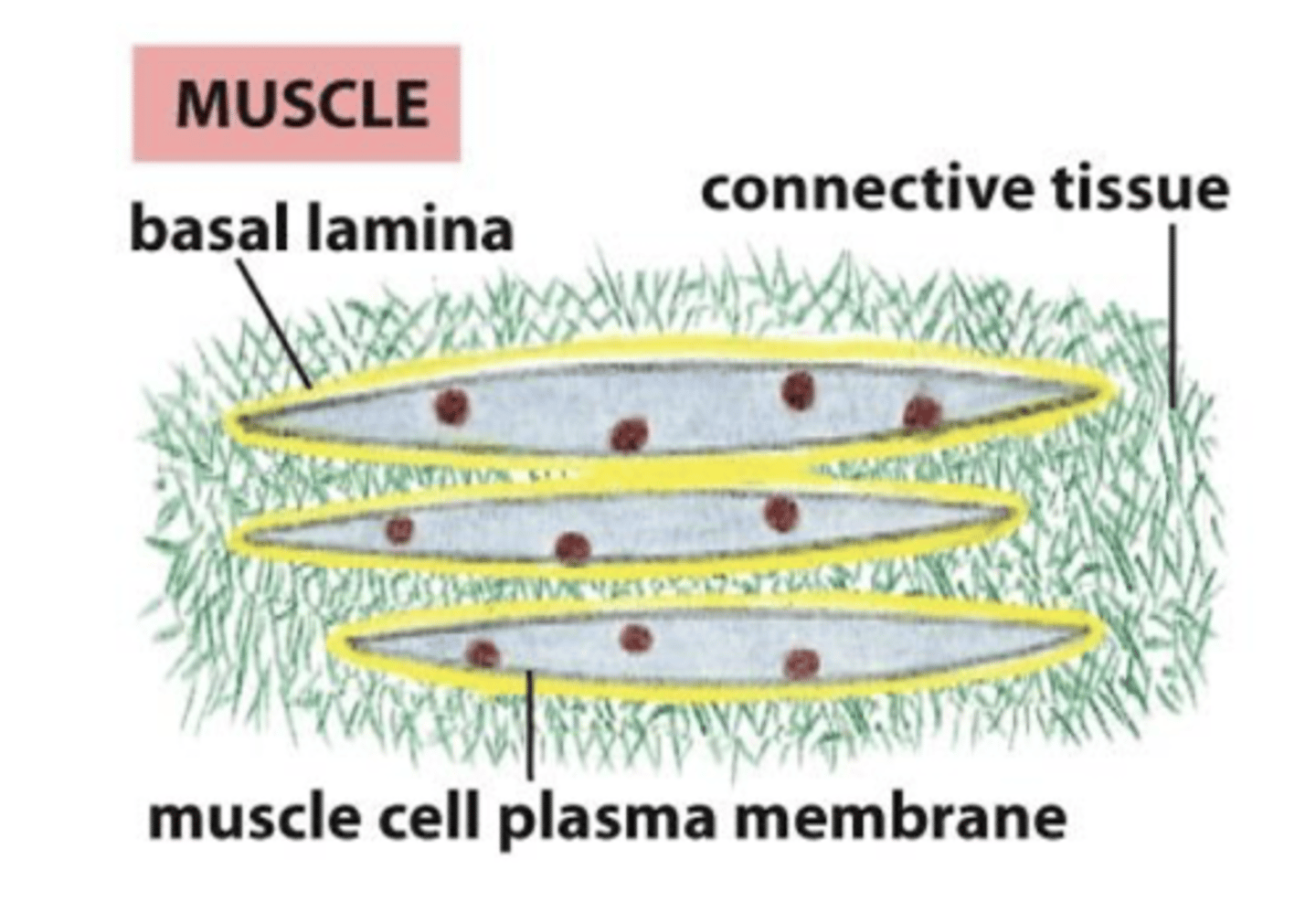 <p>the basal lamina surrounds the muscle cells</p>