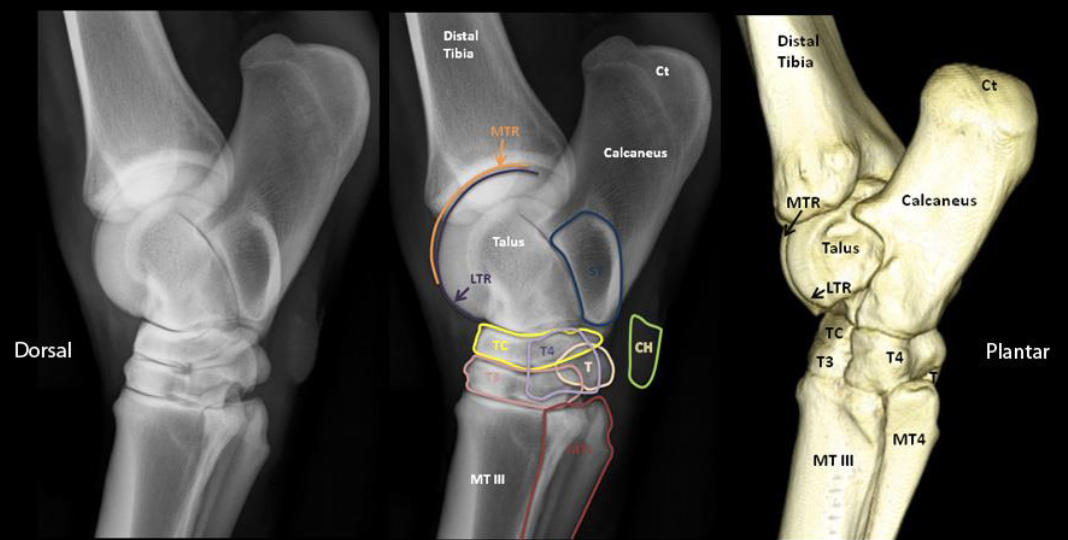 <p>identify middle image</p>