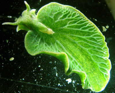 <p>The sea slug&nbsp;<em>Elysia chlorotica&nbsp;</em>is a photosynthetic animal that has chloroplasts! Its chloroplasts originated as free-living green algae. Which level/kind of endosymbiosis does this represent? Use one word to answer.</p>