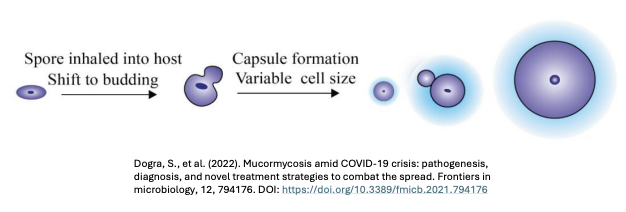 <p>Some infectious yeasts couple _ to resist phagocytosis; explain figure</p>
