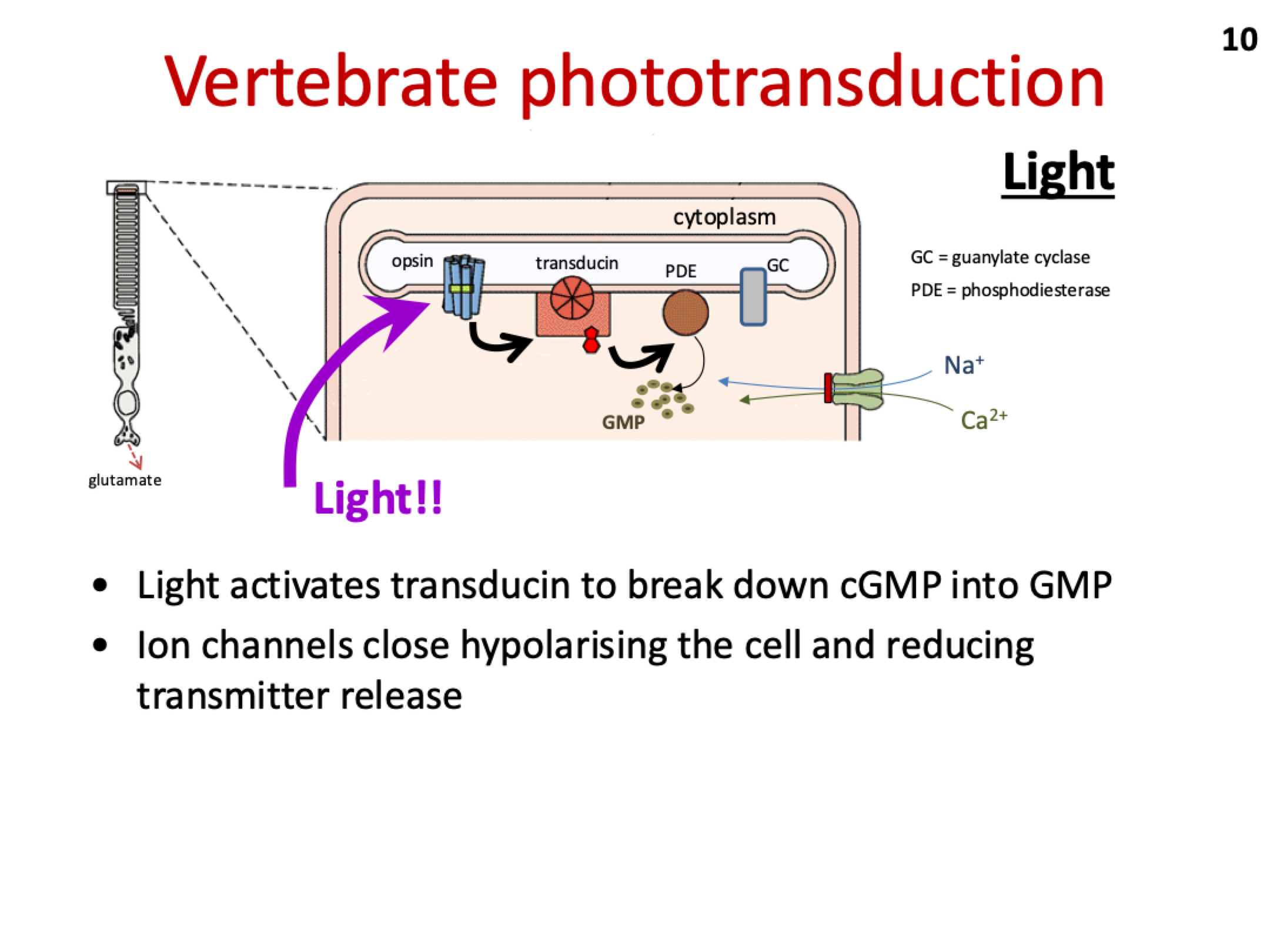 <ul><li><p>Light activates <strong>transducin</strong>, which triggers <strong>phosphodiesterase (PDE)</strong> to break down <strong>cGMP</strong> into <strong>GMP</strong>.</p></li><li><p>The decrease in cGMP causes <strong>Na+ and Ca²⁺ ion channels</strong> to close, leading to <strong>hyperpolarization</strong> of the photoreceptor and a <strong>reduction in neurotransmitter release</strong>.</p></li></ul><p></p>