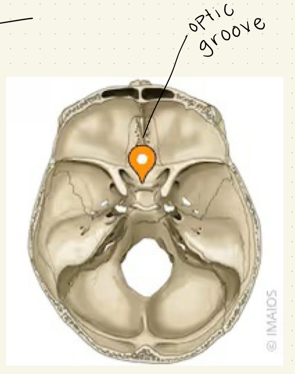 <p>sphenoid</p>