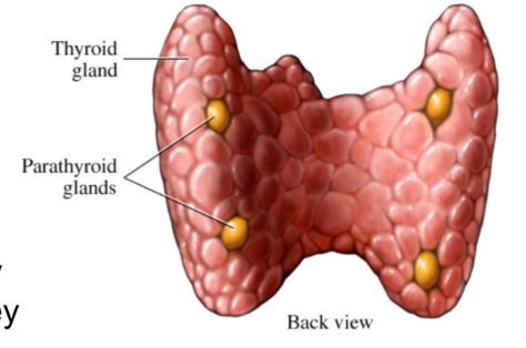 <p>4 small glands embedded on posterior surface of thyroid</p><ul><li><p>collection of <strong>parathyroid principle cells</strong></p></li><li><p>secrete <strong>Parathyroid Hormone (PTH)</strong> in response to <u>decreased blood Ca2+ levels</u></p></li><li><p>effects:</p><ul><li><p>stimulates osteoclasts → eat bone → release Ca2+</p></li><li><p>enhances reabsorption of Ca2+ by kidney</p></li><li><p>stimulates formation of <strong>calcitriol </strong>(active vitamin D) by kidney → promotes absorption of Ca2+ from digestive system</p></li></ul></li></ul><p></p><ul><li><p>action release PTH</p></li><li><p>trigger: low ca²+</p></li><li><p>effect: stimulate osteoclasts → increase renal Ca²+ resorption, increase calcitriol formation</p></li><li><p></p></li></ul><p></p><ul><li><p>calcium has multiple physiological roles (normal plasma levels → 8.8-10.2 mg/dL)</p><ul><li><p>nerve and muscle excitation</p></li><li><p>muscle contraction</p></li><li><p>blood coagulation</p></li><li><p>bone mineral balance</p></li><li><p>intracellular signaling</p></li></ul></li></ul><p></p>
