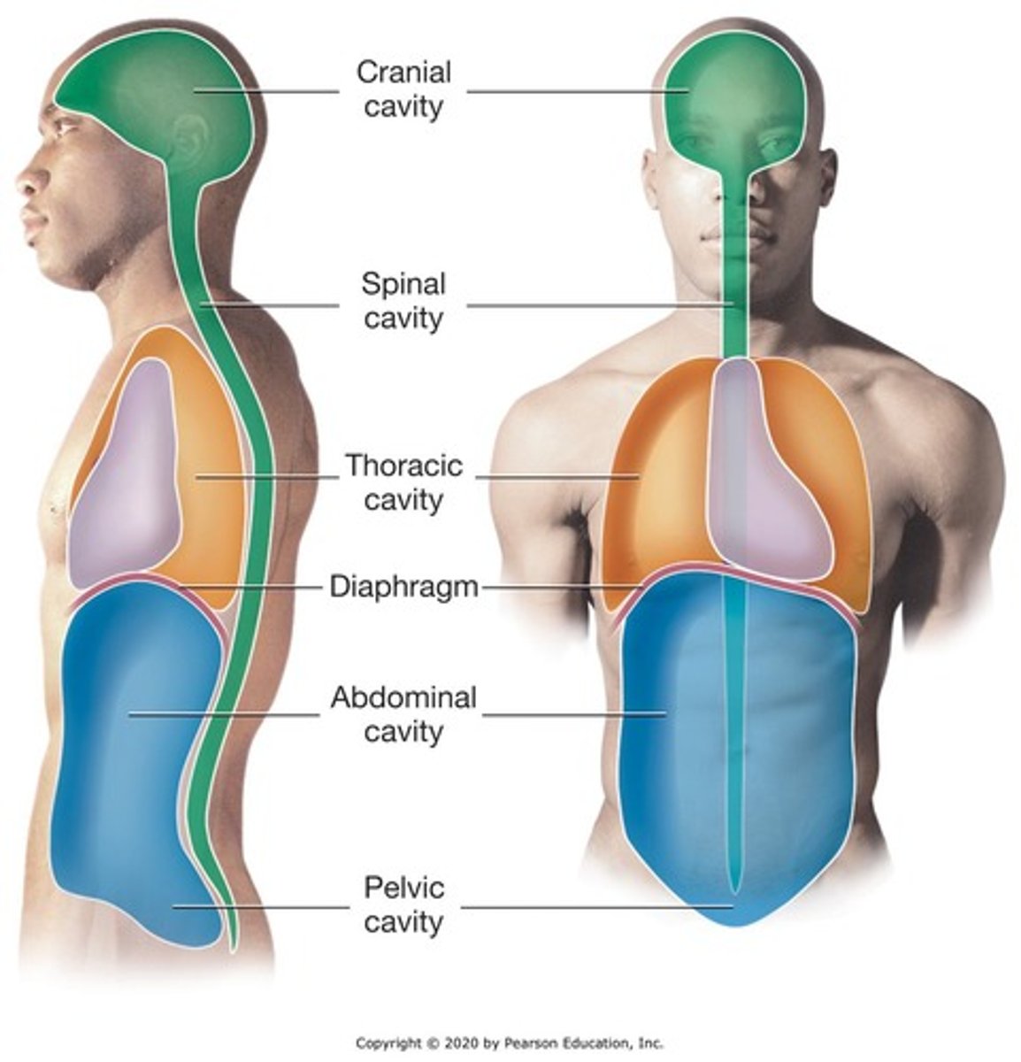<p>divides the body into anterior (front) and posterior (back) sections.</p>