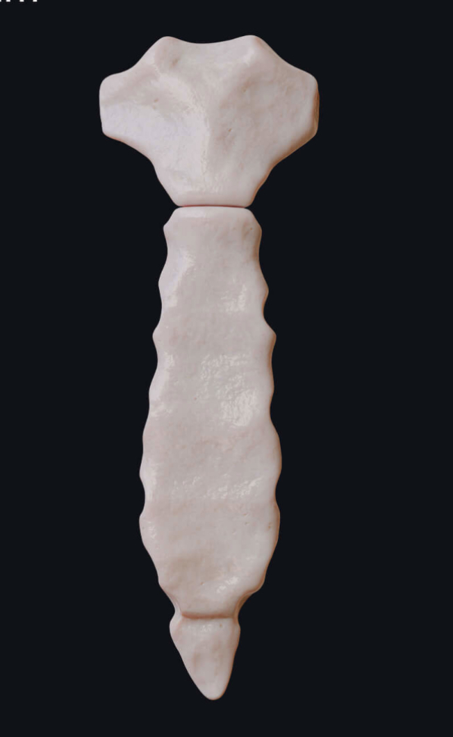 <p>Name of bone?</p>