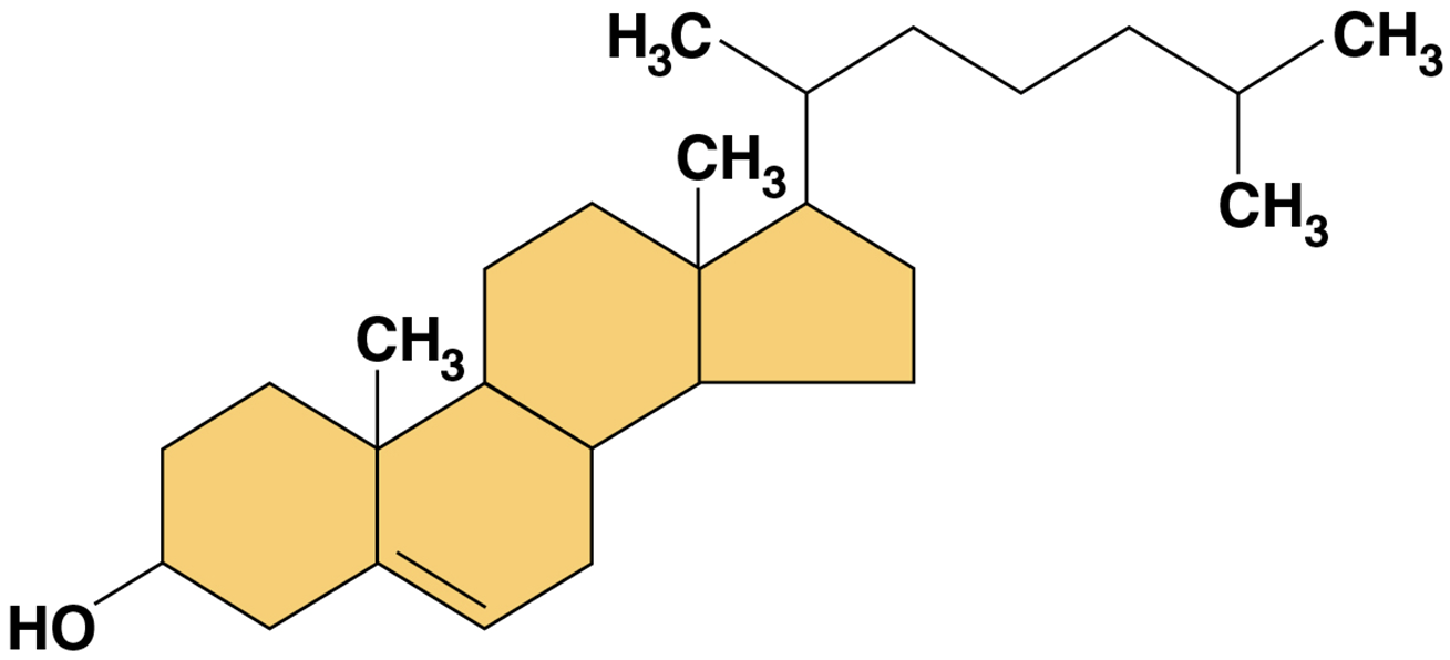 <ul><li><p>type of steroid</p></li><li><p>a component in animal cell membranes</p></li><li><p>precursor from which<strong><u> other steroids are synthesized</u></strong></p></li><li><p>high level in blood may contribute to cardiovascular disease</p></li></ul><p></p>