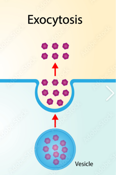 <p><span style="font-family: "Open Sans", sans-serif; line-height: 115%;"><strong><span>Exocytosis </span></strong></span></p>