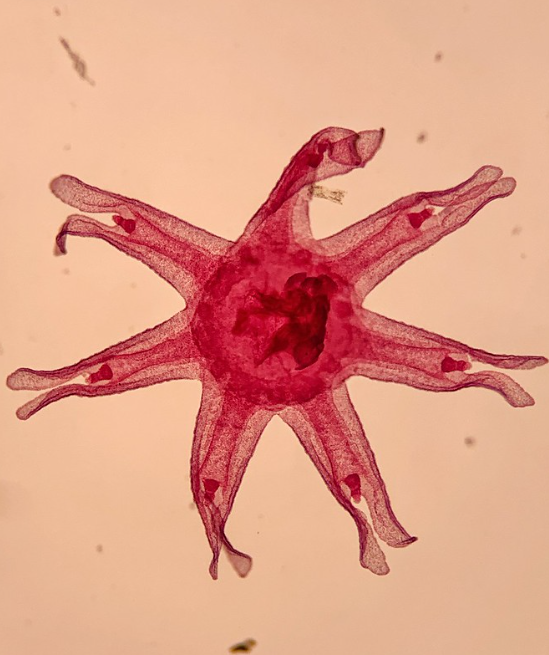<p>Phylum?Class?<br>Symmetry? Tissue type? <br>life cycle?</p><p>identity</p>