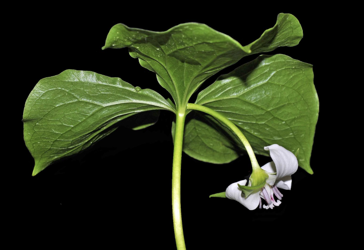 <p>Common Name: Nodding trillium</p><p>Spring&nbsp;</p><p>Perennial&nbsp;</p><p>Moist forests and woodlands, often on sandy or peaty soils&nbsp;</p><p>Family: Melanthiaceae&nbsp;</p><p> </p>