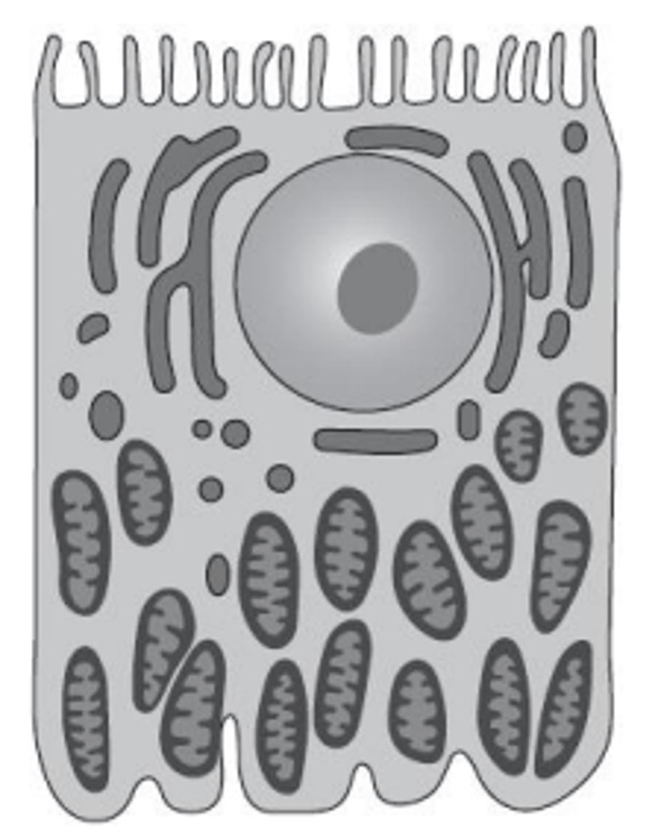 <p>- The cell contains a large number of mitochondria, which provide the ATP required for active transport.</p><p>- The cell surface has many microvilli, which create a large surface area for reabsorption.</p><p>- This surface area accommodates a high number of carrier proteins needed for transport from the filtrate back into the blood.</p>