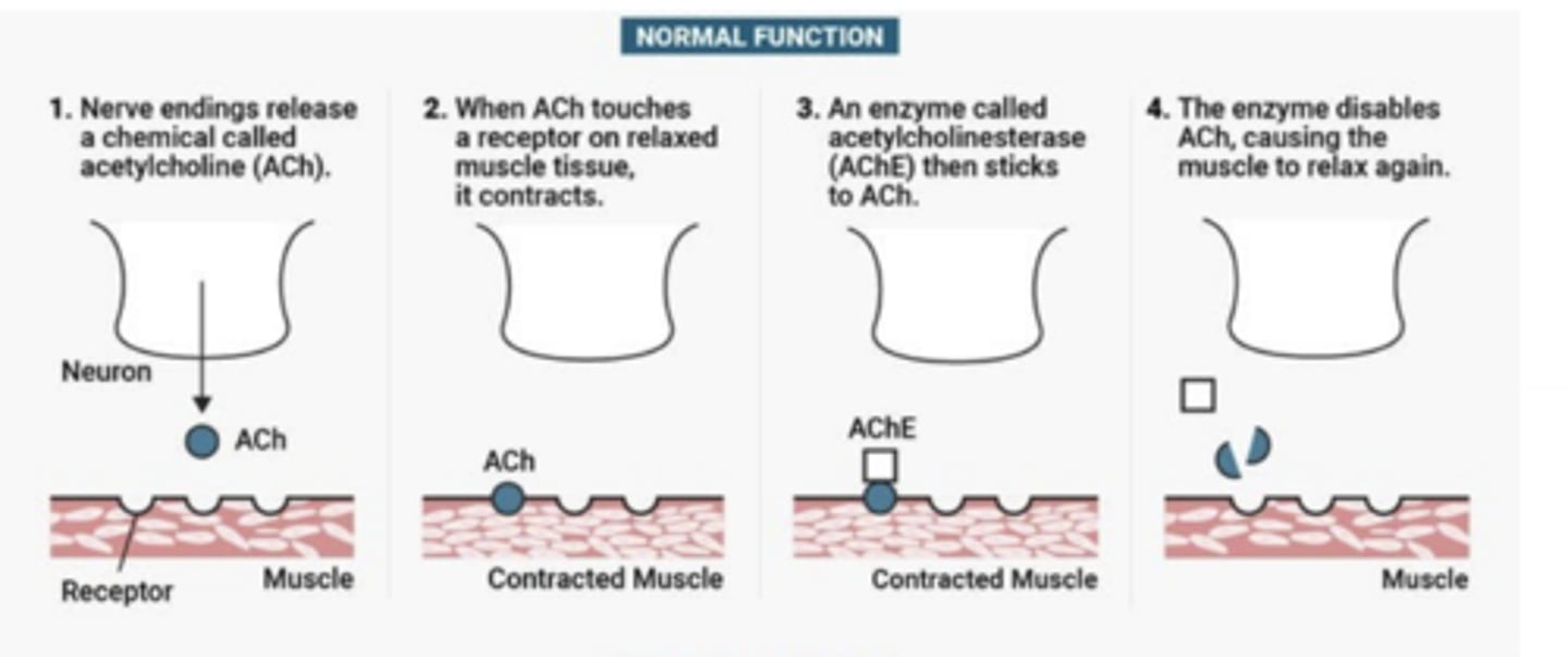 <p>1)nerve endings release ACh</p><p>2)when ACh touches receptor on relaxed muscle tissue it contracts</p><p>2)AChE sticks to ACh</p><p>4)AChE disables ACh causing muscle to relax</p>