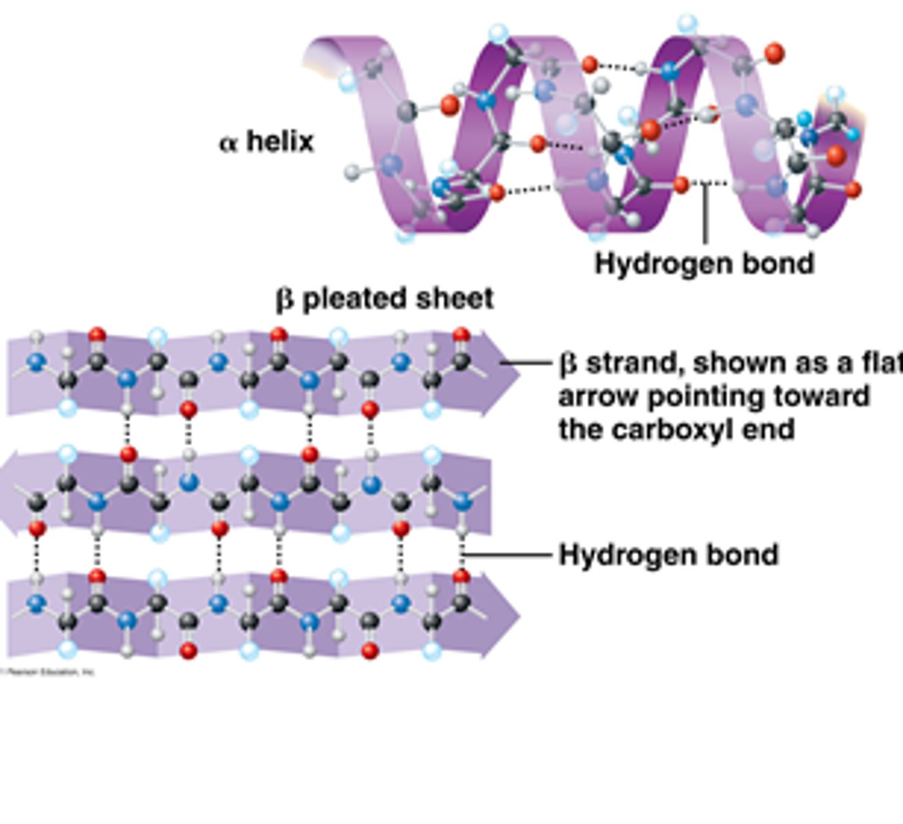 <p>The secondary structure of a protein refers to the local folding of the polypeptide chain into specific patterns, primarily stabilized by hydrogen bonds.</p>