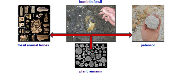 <ul><li><p>adaptive traits (fossils) and fossil assemblages</p></li><li><p>plant remains (plant parts or pollen)</p><ul><li><p>plants - from wet or dry habitats</p></li><li><p>% wind distributed</p></li></ul></li><li><p>sediments and soil</p></li></ul><p></p>