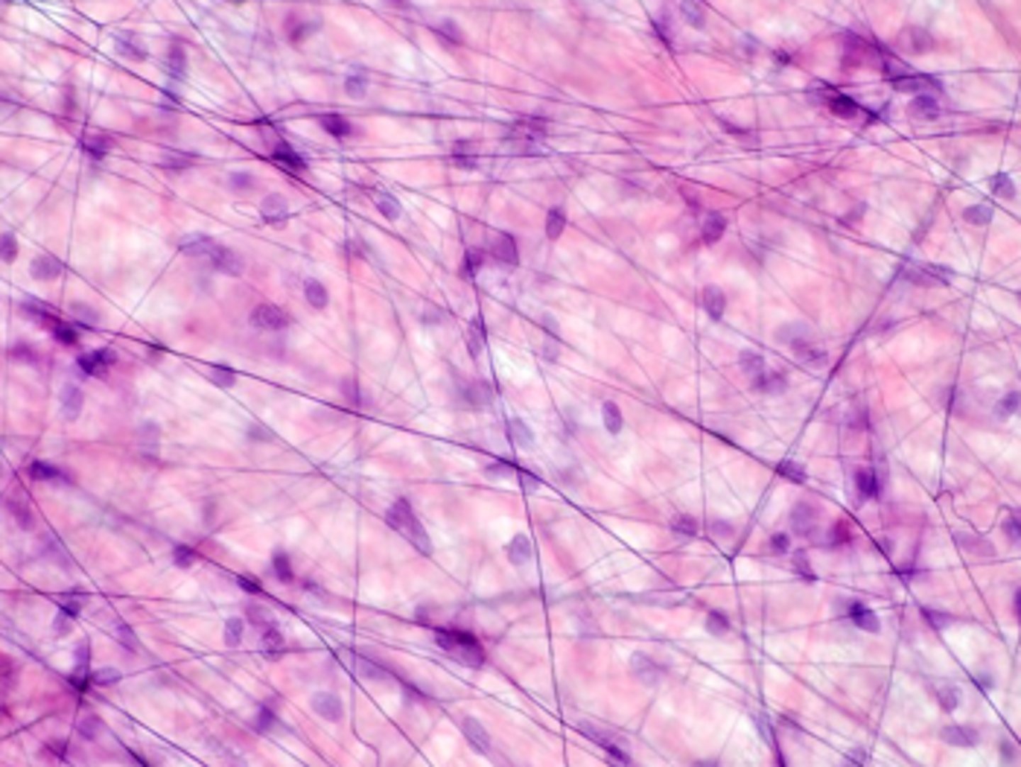 <p>name the tissue</p>