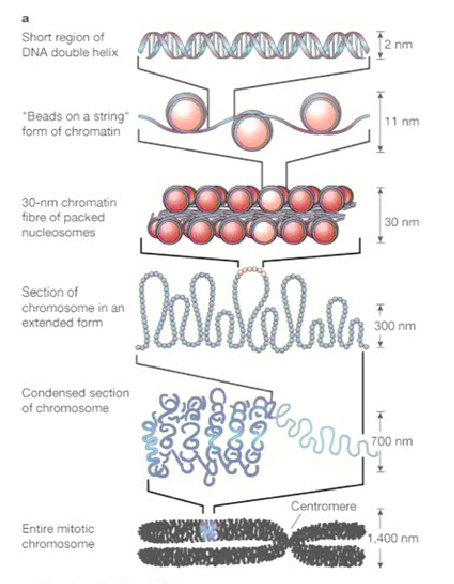 <ul><li><p>In the nucleus, DNA is wound up by histone proteins (H2A, H2B, H3 & H4) into nucleosomes that form tight coils to retain lots of information</p></li><li><p>Nucleosomes are necessary to package genomic DNA into the nucleus to form nucleosomes</p></li></ul><p></p>