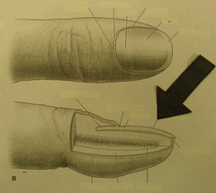 <p>identify the image</p>
