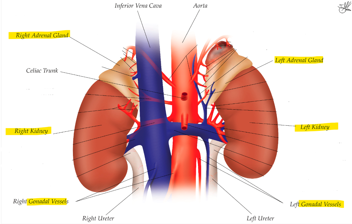 <ul><li><p>adrenal gland, kidney, gonads</p></li><li><p>common iliac lymph node</p></li><li><p>note: behind peritoneum</p></li></ul><p></p>