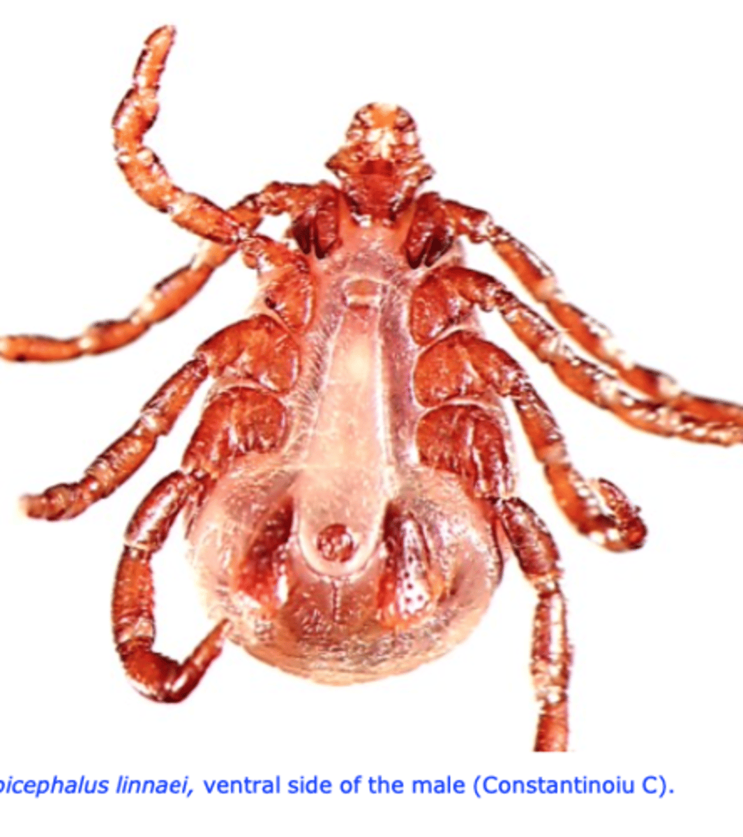 <p>Dark brown ticks;</p><p>Mouthparts as long as basis capituli;</p><p>Basis capituli is hexagonal with lateral angles sharp;</p><p>Eyes present, festoons present;</p><p>Coxa 1 with two spurs (bifid);</p><p>Anal groove: behind the anus;</p><p>Spiracular plate: comma shaped;</p><p>Two pairs of ventral plates/shields in male;</p>