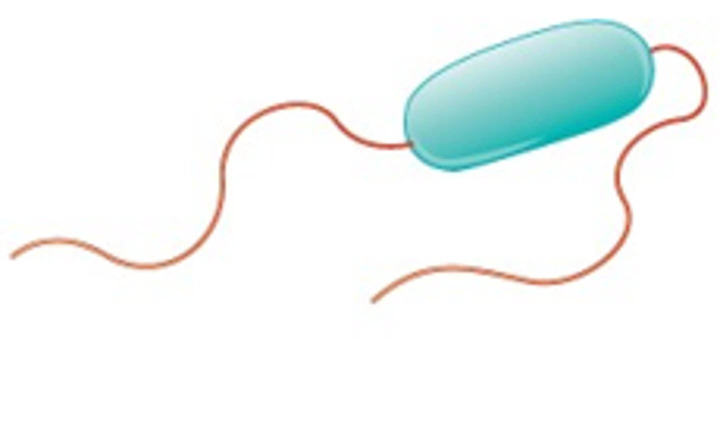<p>Amphitrichous</p>