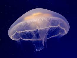 <p>jellyfish</p>