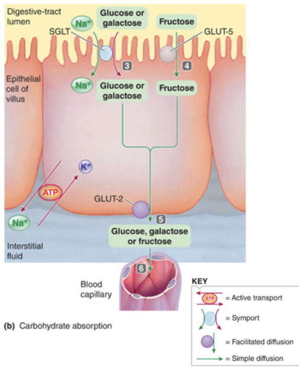 <ol><li><p><span style="color: rgb(255, 255, 255);"><span>polysaccharides starch and glycogen are converted to the disaccharide maltose by amylase in the mouth and digestive tract lumen</span></span></p></li><li><p><span style="color: rgb(255, 255, 255);"><span>maltose, lactose, and sucrose are converted to monosaccharides (glucose, galactose, and fructose) on the brush border of intestinal epithelial cells by the enzymes lactase, maltase, and sucrase</span></span></p></li><li><p><span style="color: rgb(255, 255, 255);"><span>glucose and galactose are absorbed into the epithelial cells by active transport</span></span></p></li><li><p><span style="color: rgb(255, 255, 255);"><span>fructose enters the epithelial cells by passive facilitated diffusion </span></span></p></li><li><p><span style="color: rgb(255, 255, 255);"><span>glucose, galactose and fructose exit the cell into the blood by passive facilitated diffusion</span></span></p></li></ol><p></p>