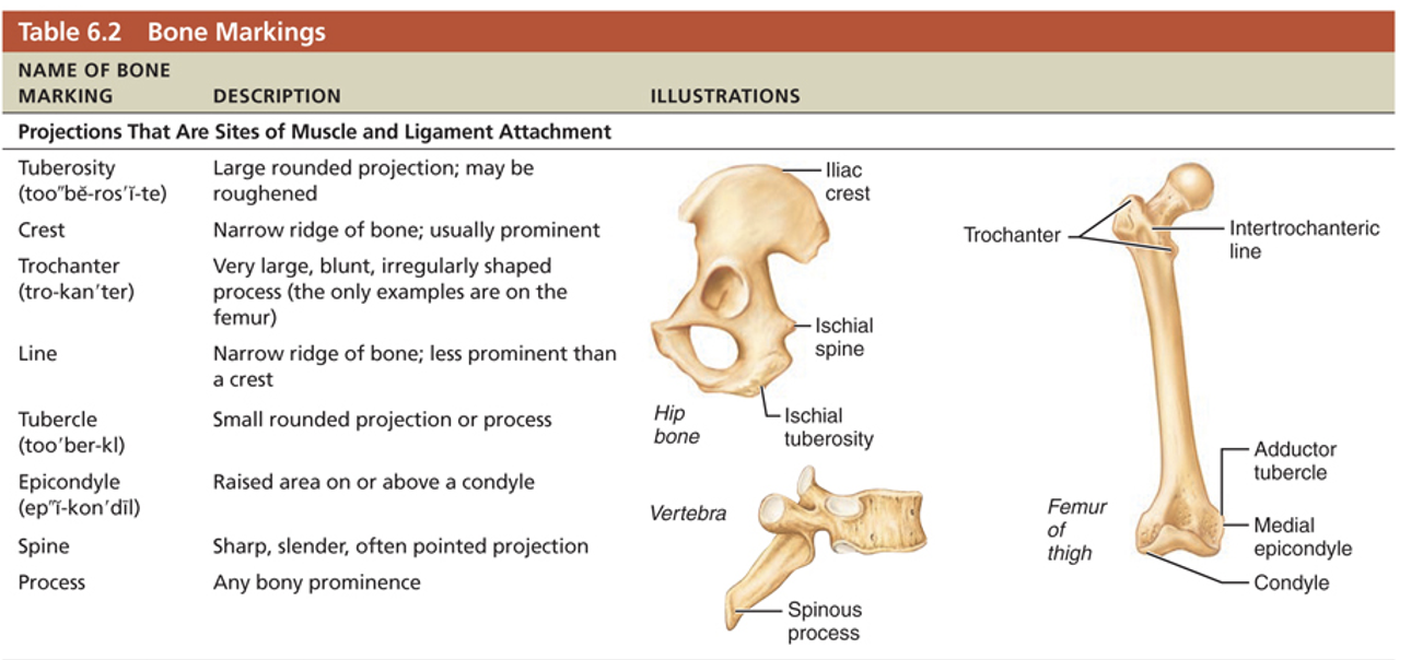 <p>study pictures </p>