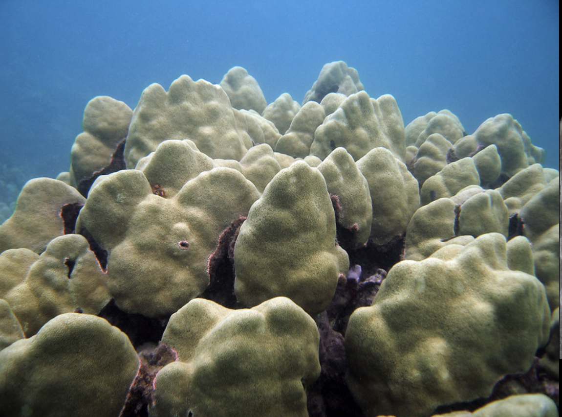 <p>Porites lobata</p>