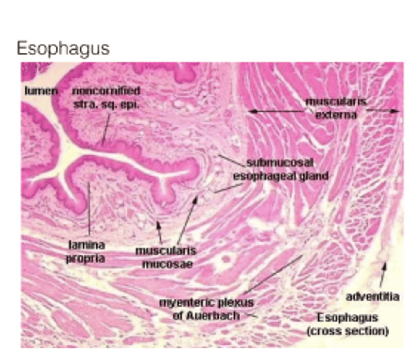<p>Muscularis mucosae</p>