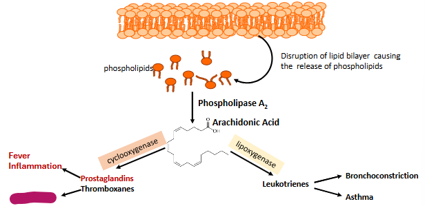 <p>Label this part of prostaglandin synthesis</p>