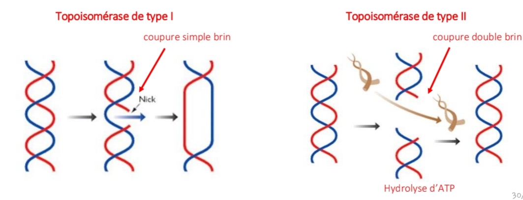 <p class="has-focus">enz controle structure topologique ADN : interchange les topoisomère ADN</p><p>Capables d'introduire ou d'éliminer des super-enroulements</p><p class="has-focus is-empty">IMPORTANT : réplication, réparation,transcription</p><p class="has-focus is-empty"></p><ol><li><p class="has-focus is-empty">coupure ADN nv ester 1ε&amp; sucre/PO4</p></li><li><p class="has-focus is-empty">passage segm- ADN</p></li><li><p class="has-focus is-empty">ligation</p></li></ol><p></p>