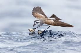 <p>Storm petrels</p>
