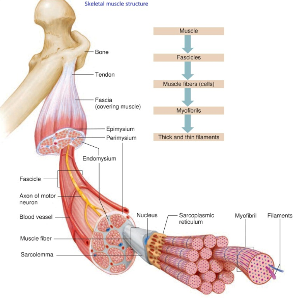 <ul><li><p>bones</p></li><li><p>muscle</p><ul><li><p>surrounded by epimysium</p></li></ul></li><li><p>fascicles</p><ul><li><p>surrounded by perimysium</p></li></ul></li><li><p>muscle fibers (cells)</p><ul><li><p>covered by endomysium</p></li></ul></li><li><p>myofibrils</p><ul><li><p>surrounded by sarcoplasmic reticulum</p></li></ul></li><li><p>sarcomere</p></li><li><p>thick and thin filaments (myosin and actin)</p></li></ul><p></p>