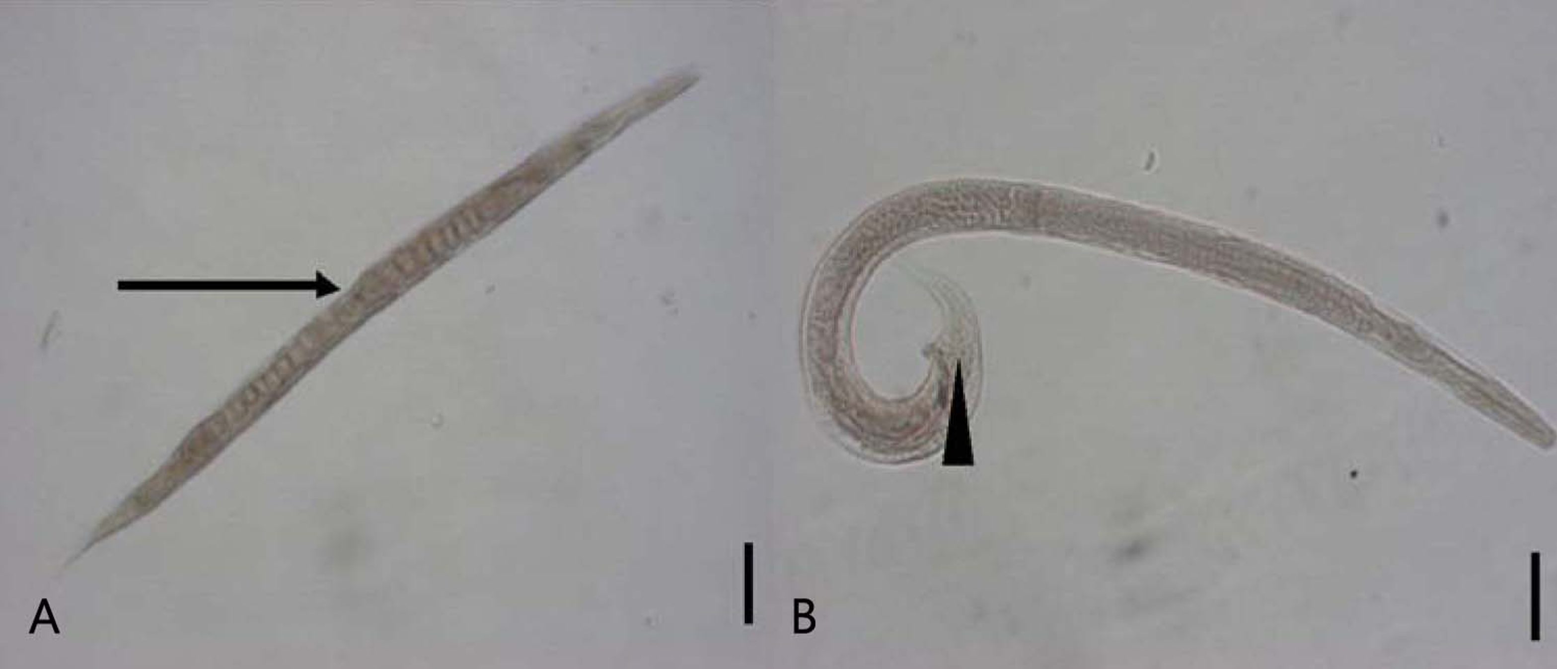 <p>Threadworms - "Round-like shape"</p><ul><li><p>Found: Worldwide​</p></li><li><p>Affects: Dogs, cats and humans​</p></li><li><p>Cause of infection: Skin infection or placenta or milk passage​</p></li><li><p>Symptoms: diarrhea, especially in puppies, zoonotic​</p></li><li><p>Parthenogenesis: female produces viable ova without fertilization​</p></li><li><p>No parasitic males​</p></li><li><p>Adults found in small intestine ​</p></li><li><p>Adult female has cylindrical esophagus​</p></li><li><p>Larvated eggs released but hatch in host intestine releasing L1 often found in feces​</p></li><li><p>Larvae have rhabditiform esophagus​</p></li><li><p>L1 are free-living in environment, L3 are infective​</p></li><li><p>Prepatent period: 8-14 days</p></li></ul><p></p>