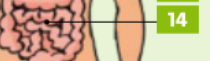 <p>bowels/ intestines</p>